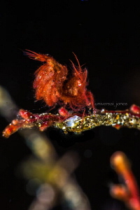 phycocaris simulans.

"Red Hairy Portrait" by Wayne Jones 